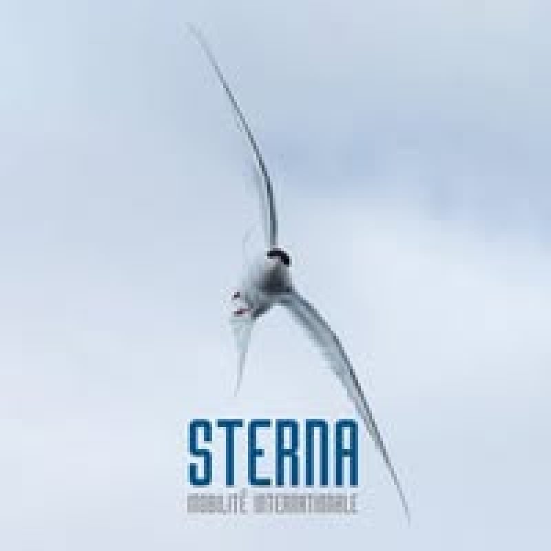 Sterna Sterna